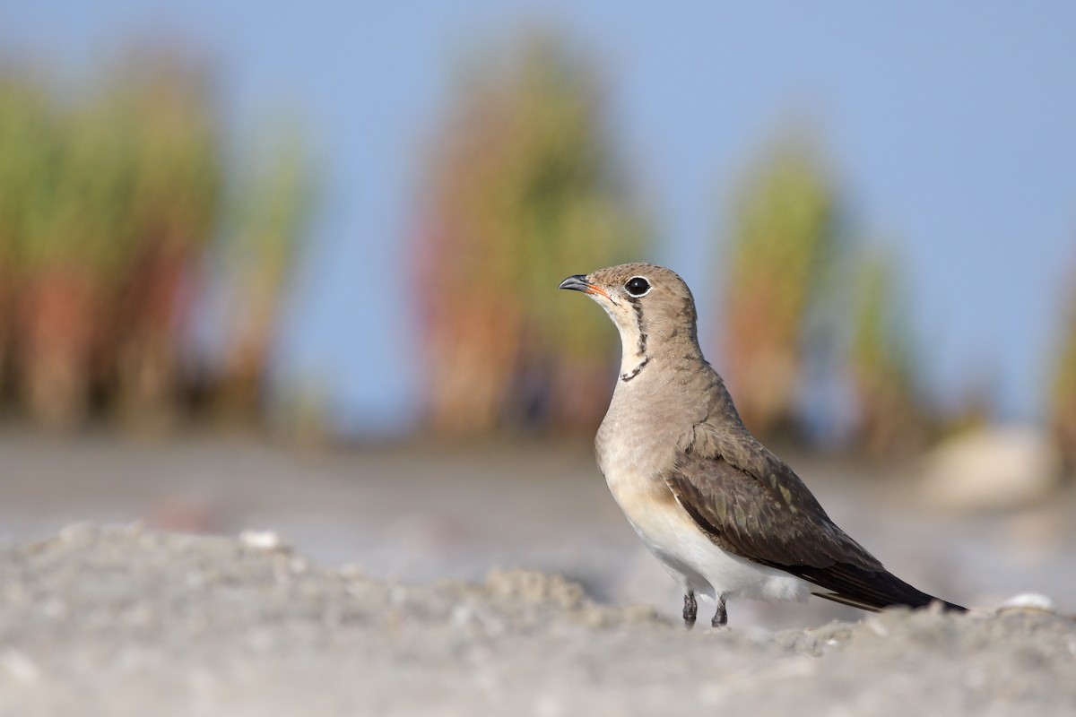 brakksvale - ML644694669