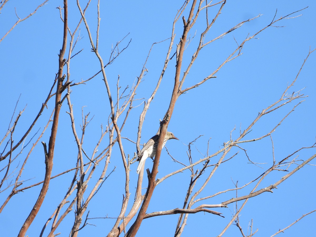 Olive-backed Oriole - ML644694670
