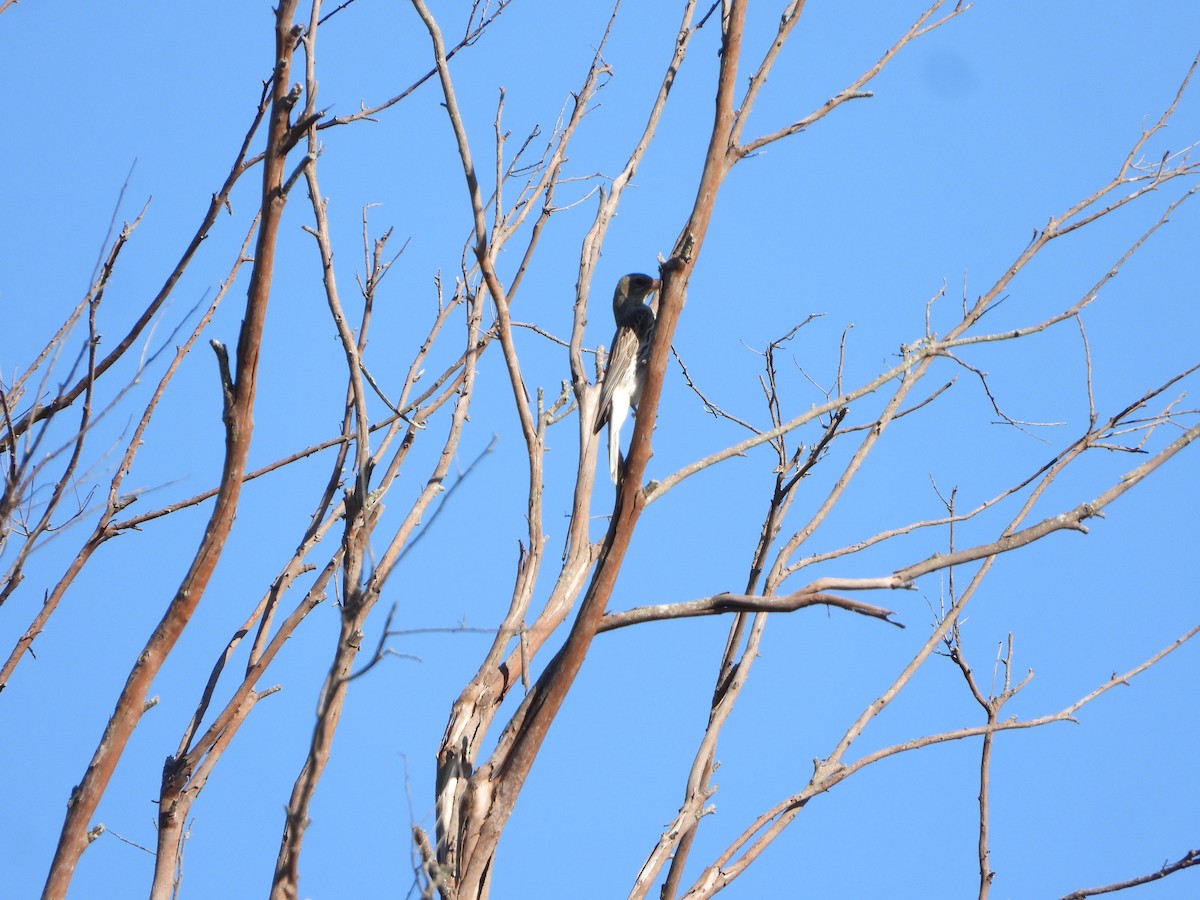 Loriot sagittal - ML644694671