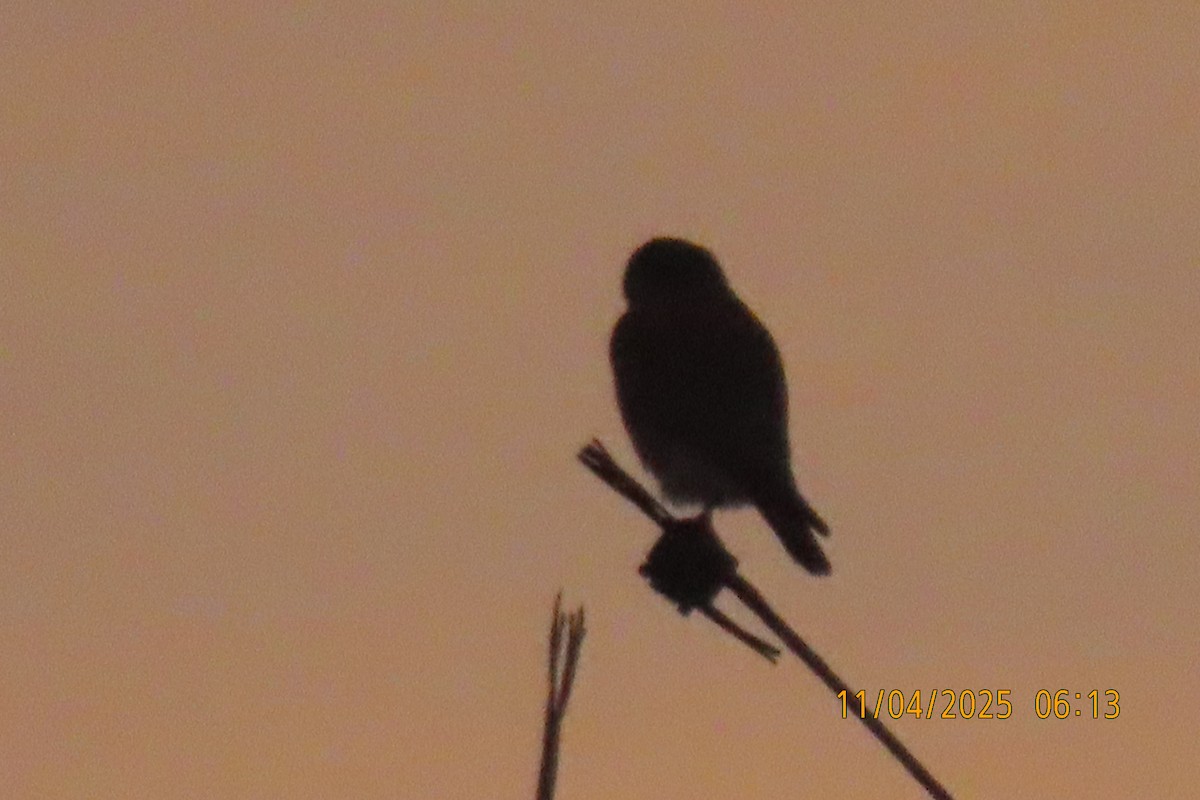 American Kestrel - ML644694677