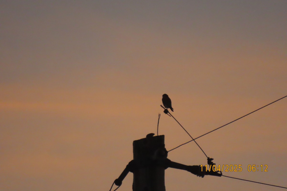 American Kestrel - ML644694678