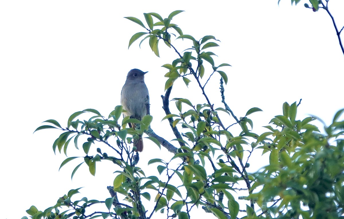 Hodgson's Redstart - ML644694679