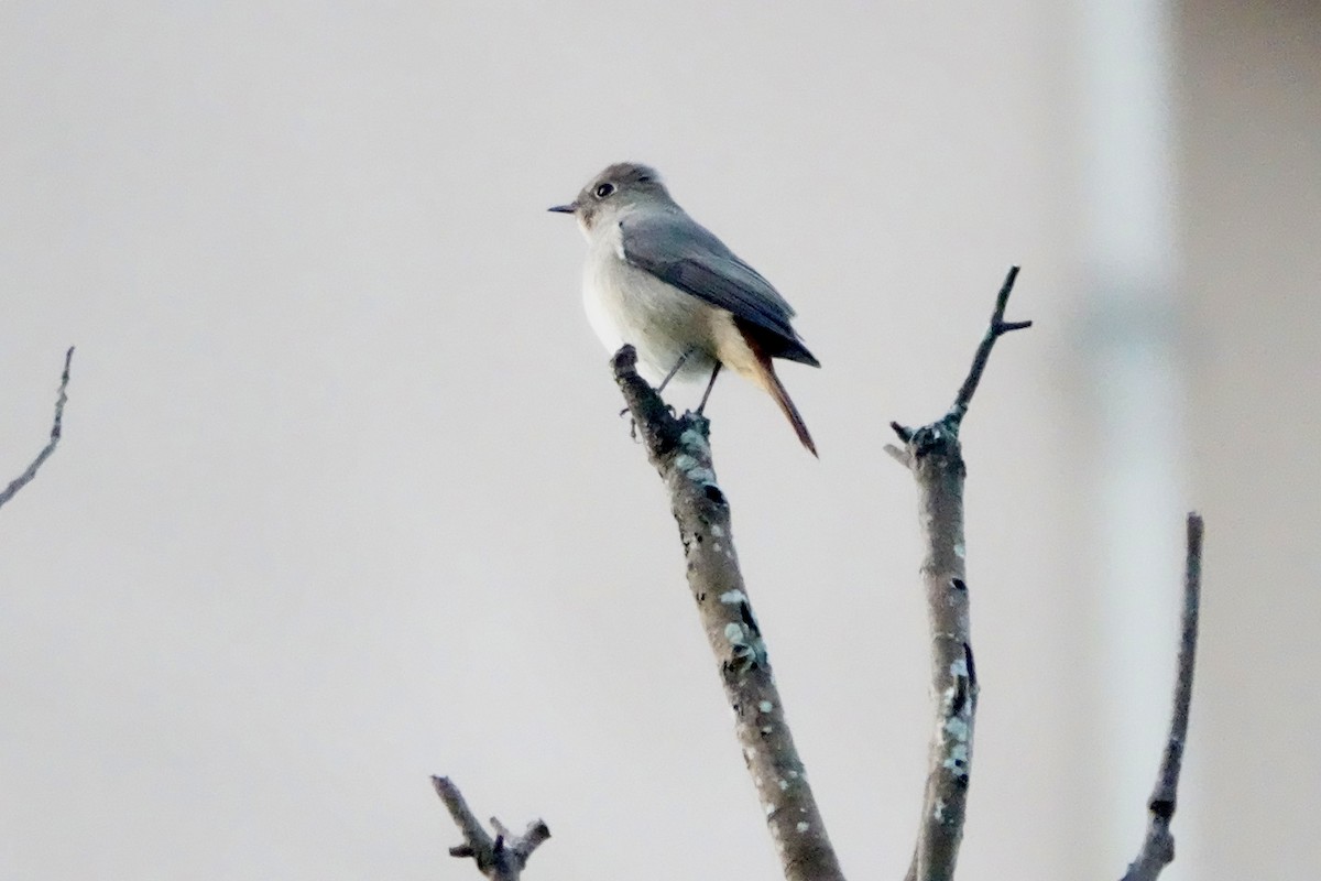 Hodgson's Redstart - ML644694680