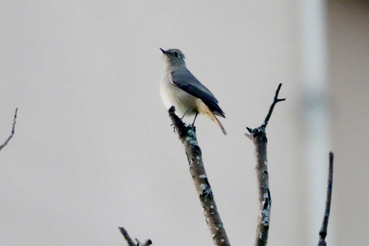 Hodgson's Redstart - ML644694681