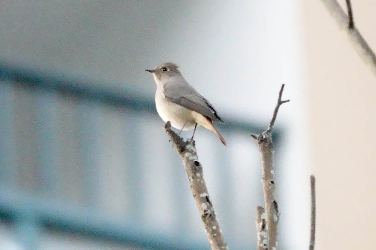 Hodgson's Redstart - ML644694682