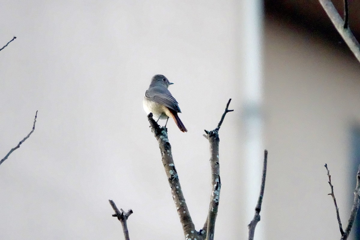 Hodgson's Redstart - ML644694683