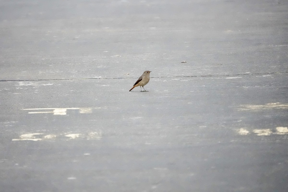 Hodgson's Redstart - ML644694684