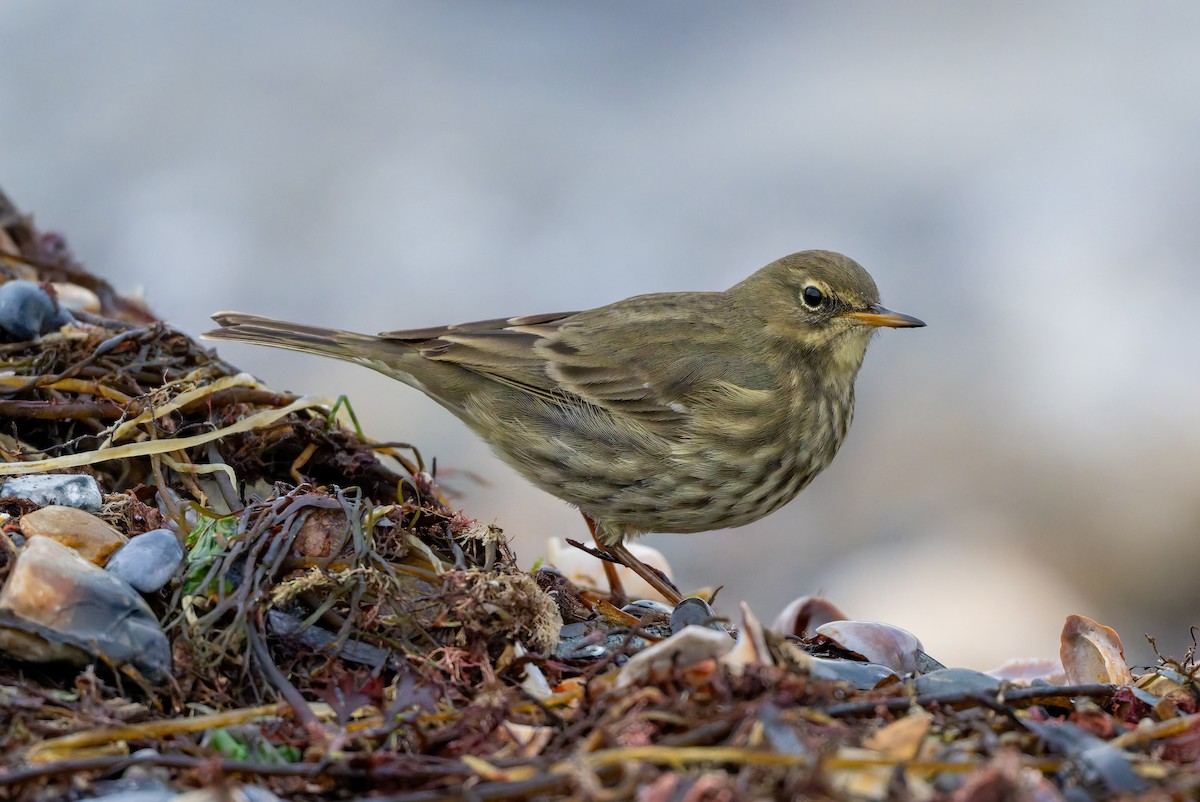 Rock Pipit - ML644694685