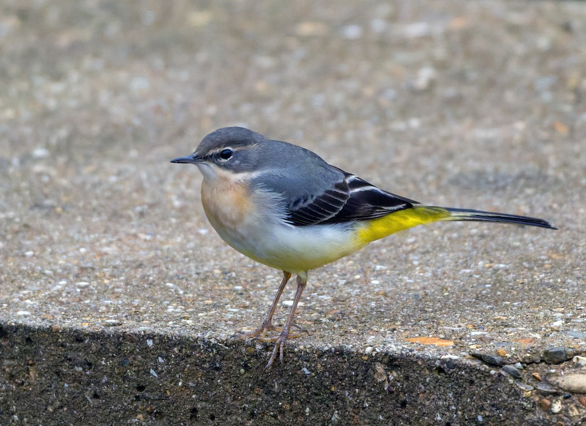 灰鶺鴒 - ML644694686