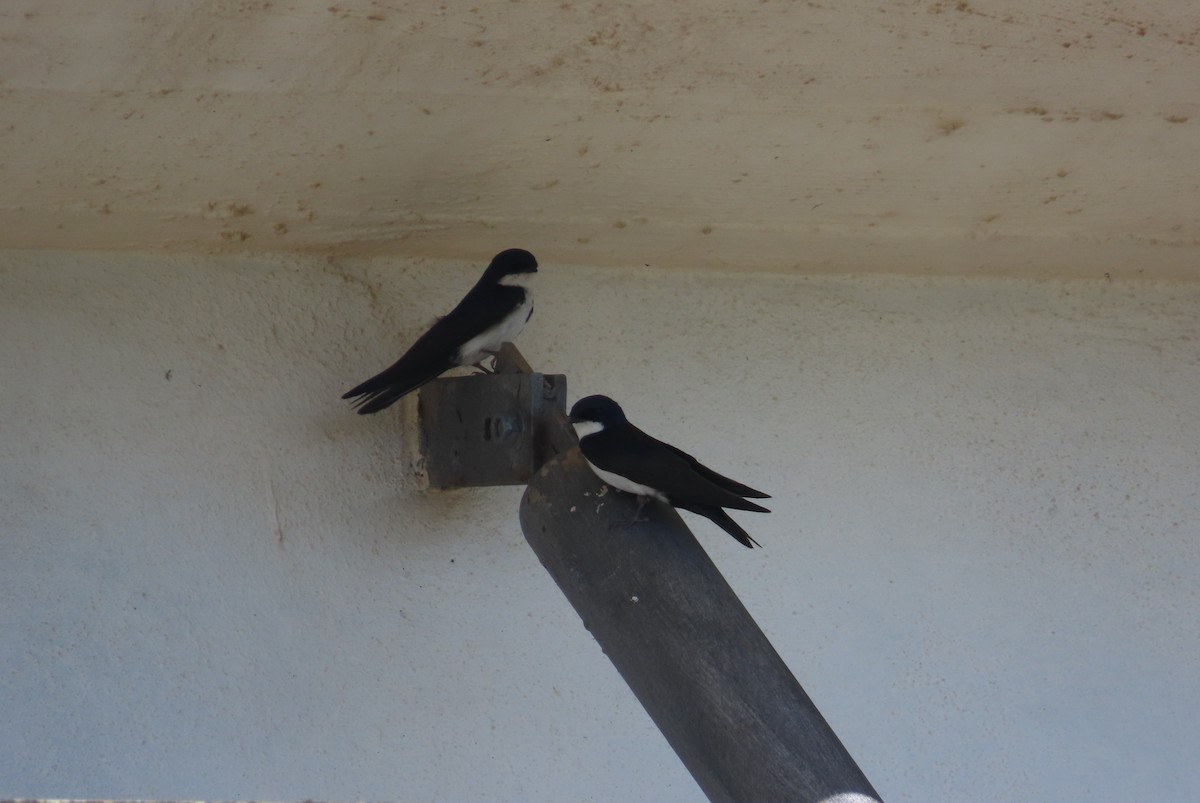 Blue-and-white Swallow - ML644694687