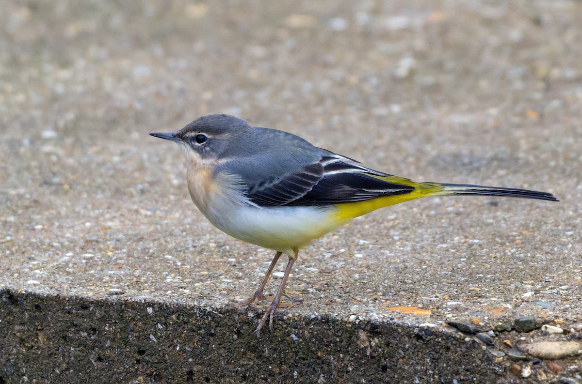 灰鶺鴒 - ML644694688