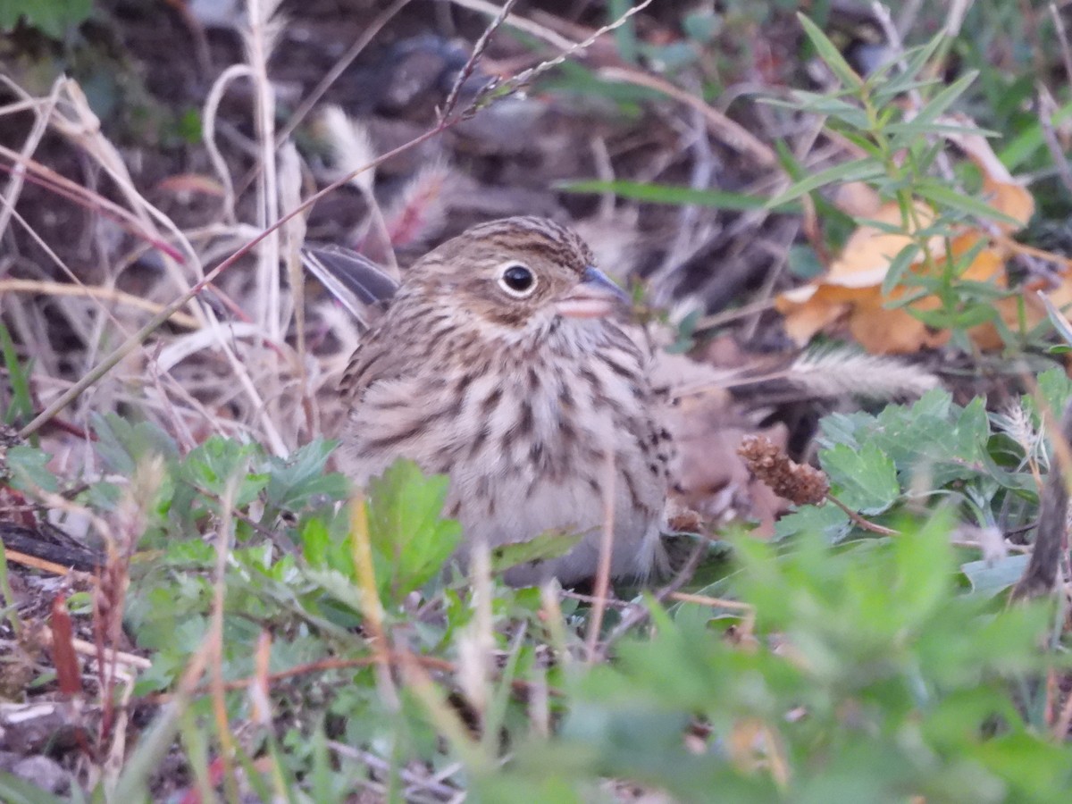 Vesper Sparrow - ML644694689