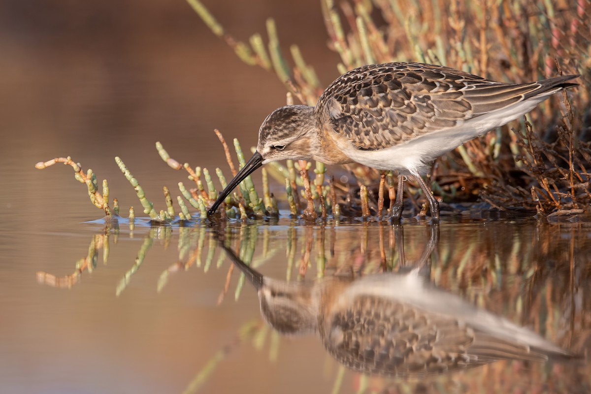 彎嘴濱鷸 - ML644694690