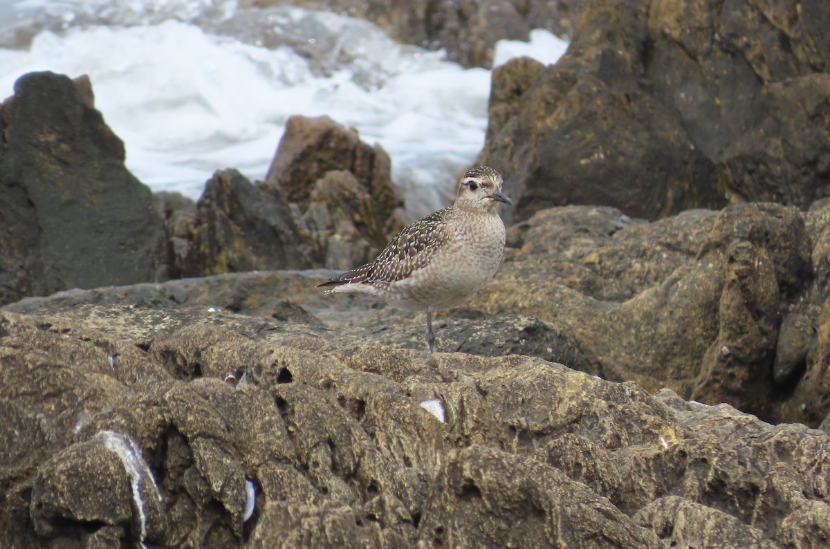 American Golden-Plover - ML644694694