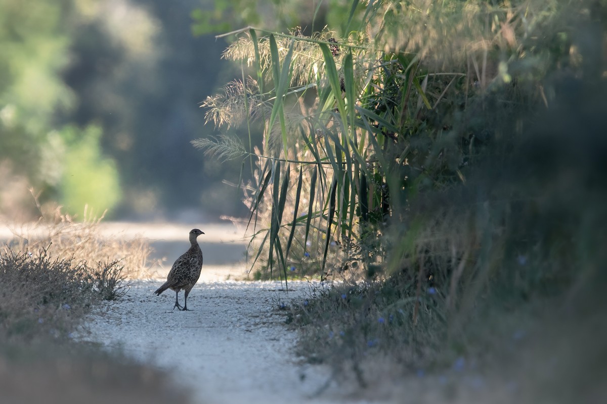 環頸雉 - ML644694695