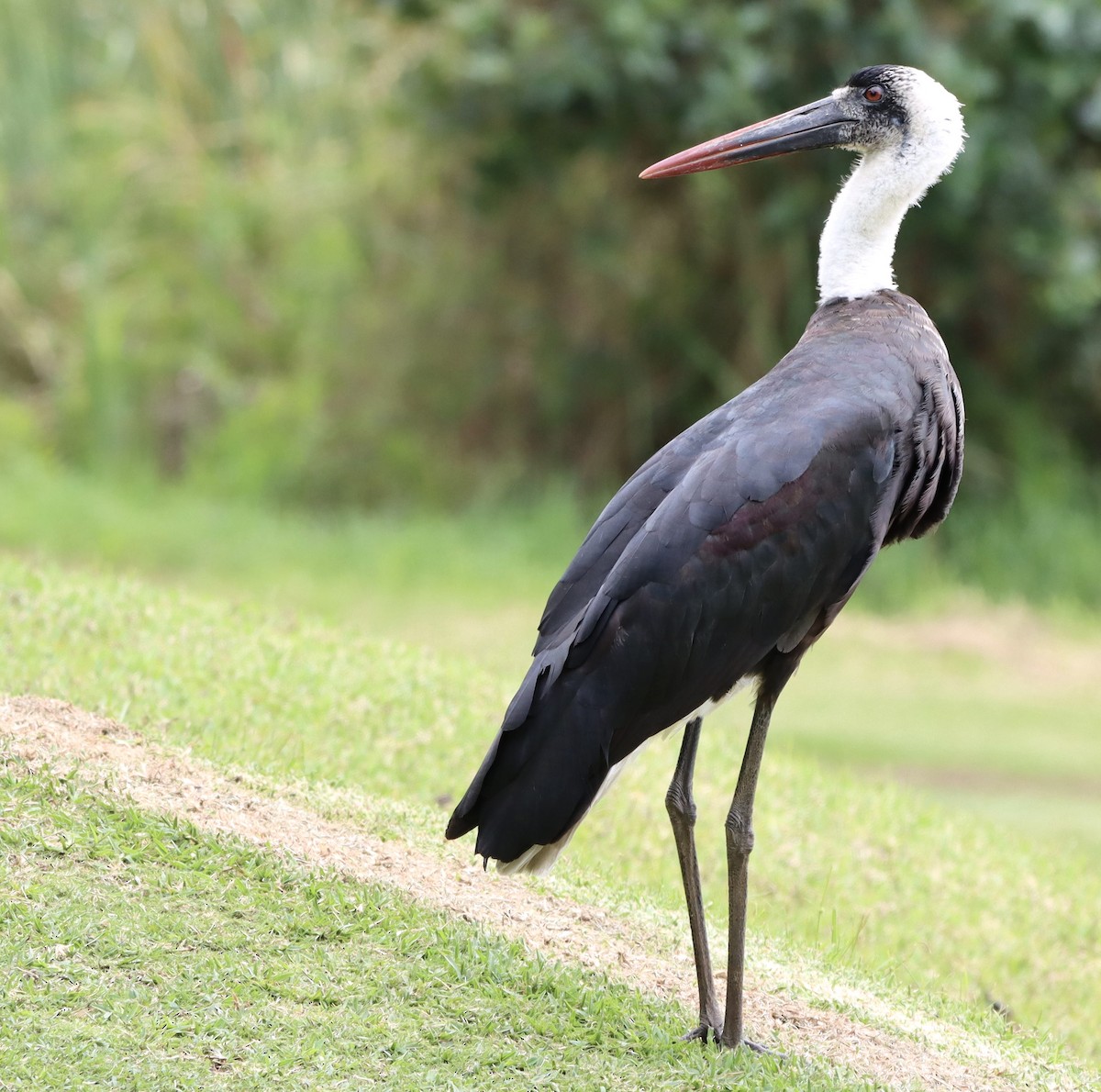 African Woolly-necked Stork - ML644694696