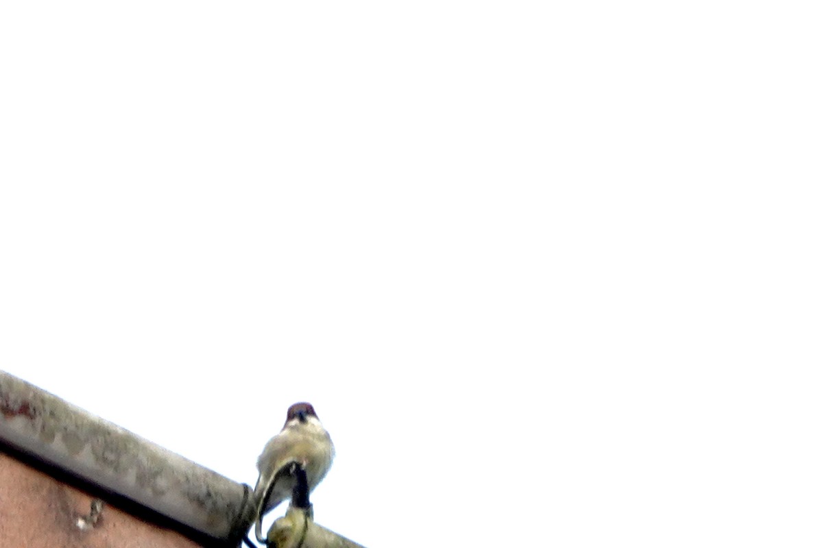 山麻雀 - ML644694697