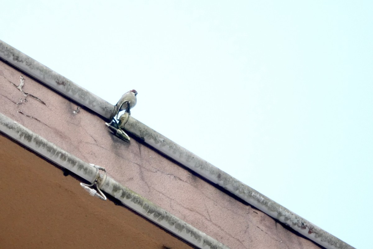 山麻雀 - ML644694698