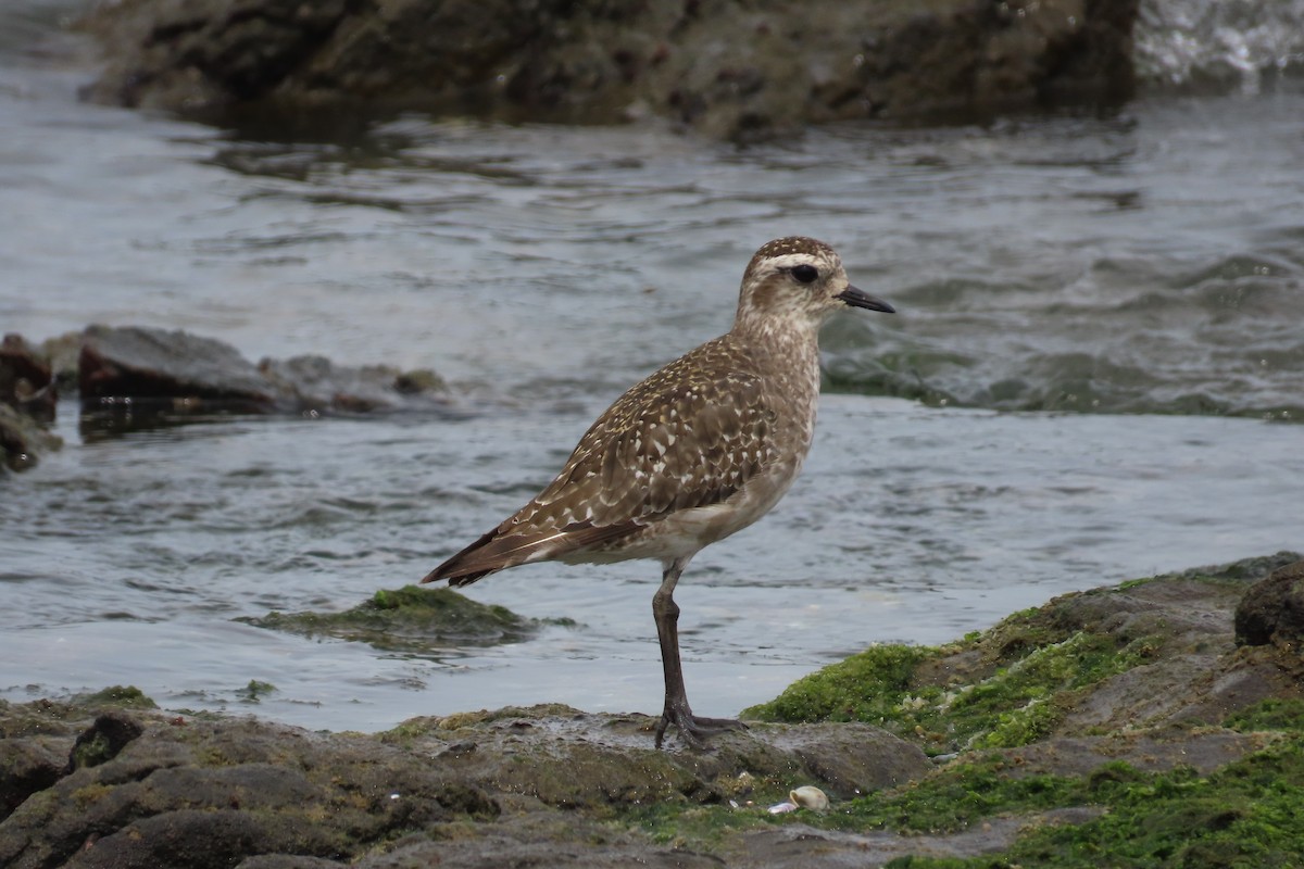American Golden-Plover - ML644694699