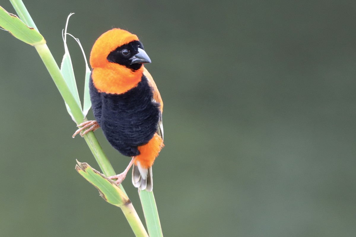 Southern Red Bishop - ML644694700