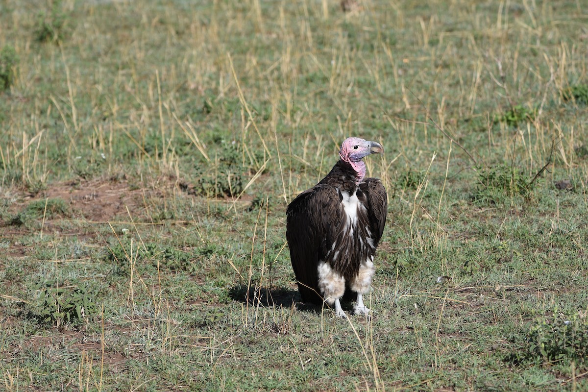 Lappet-faced Vulture - ML644694701