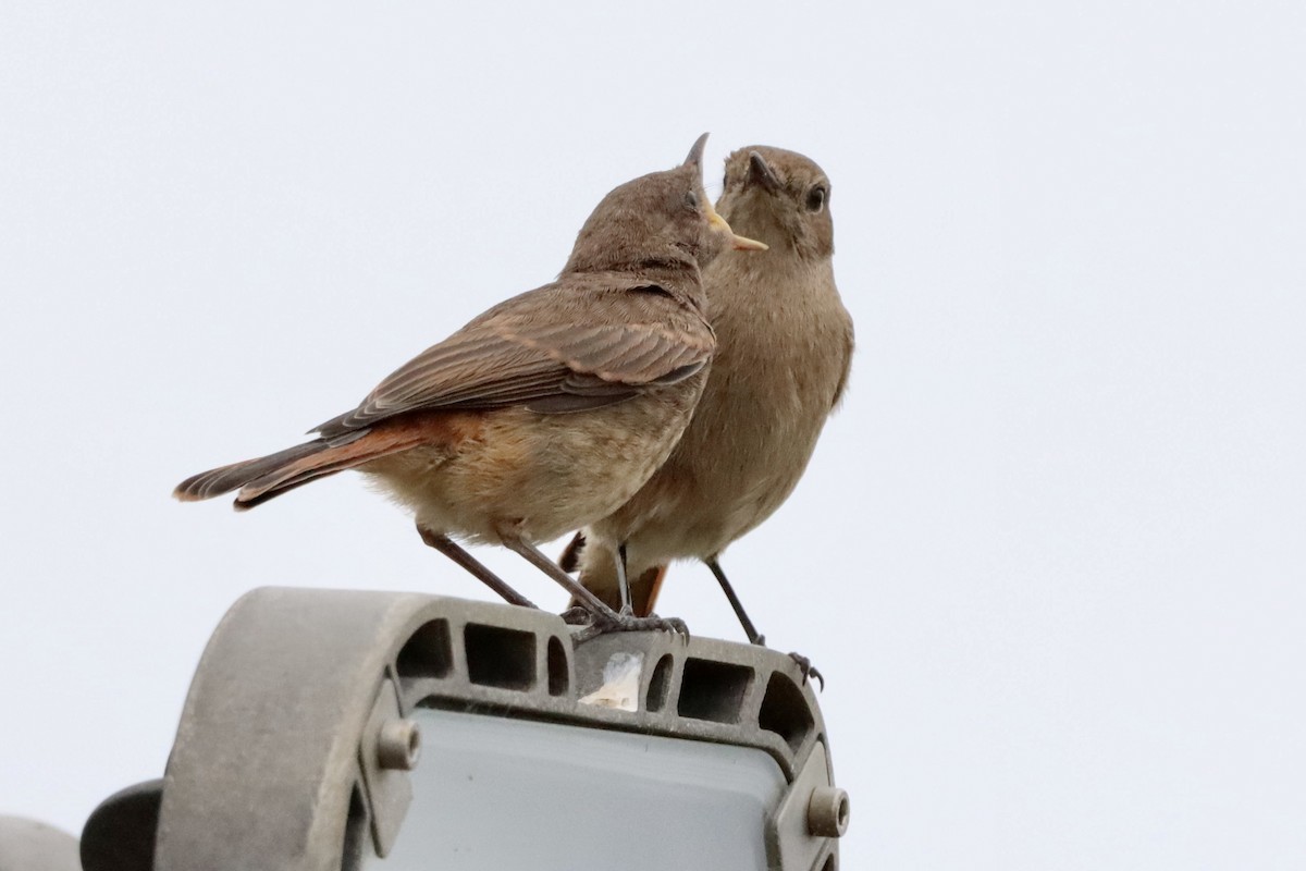 Familiar Chat - ML644694713