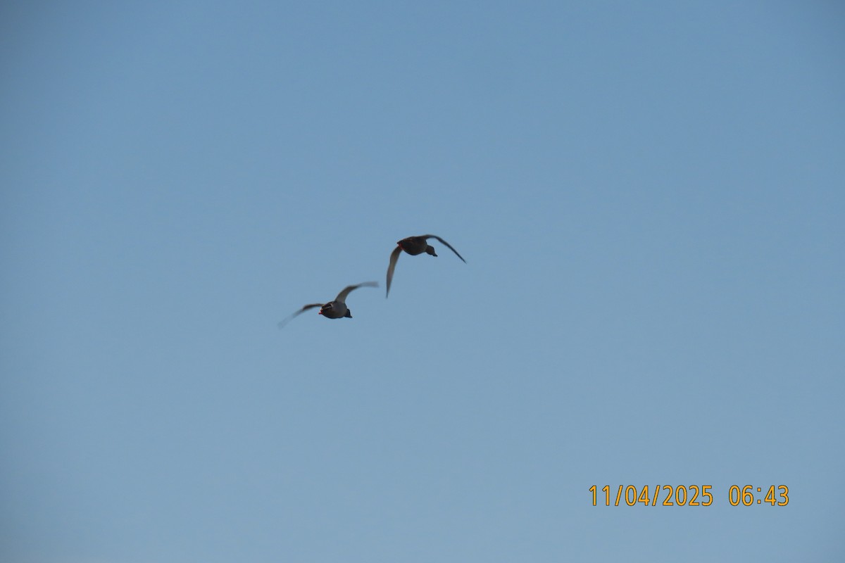 綠頭鴨 - ML644694714