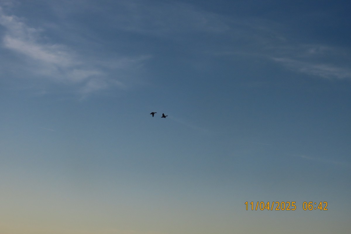 綠頭鴨 - ML644694715