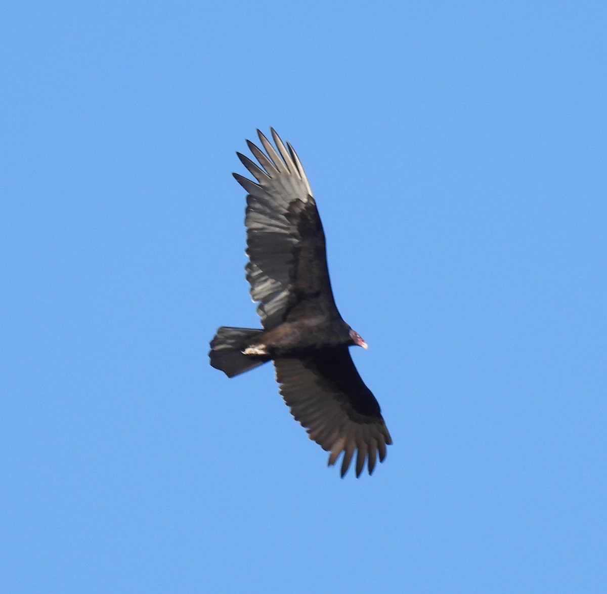 Turkey Vulture - ML644694716