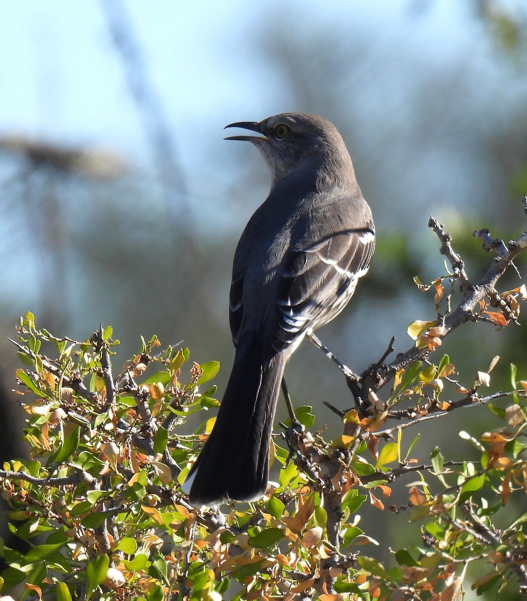 Northern Mockingbird - ML644694717