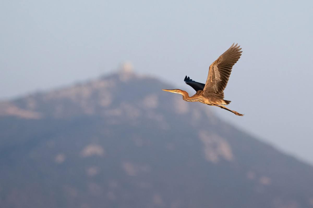 紫鷺 - ML644694718