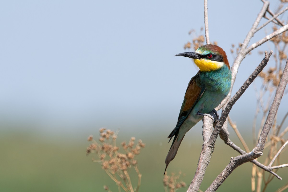 Gruccione - ML644694722