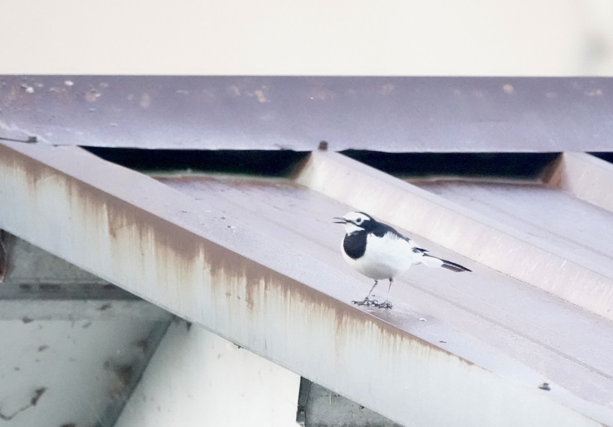 Lavandera Blanca (Nepalí) - ML644694726