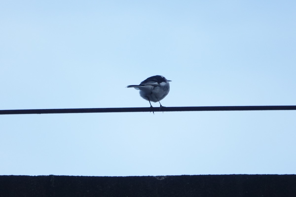 Lavandera Blanca (Nepalí) - ML644694728