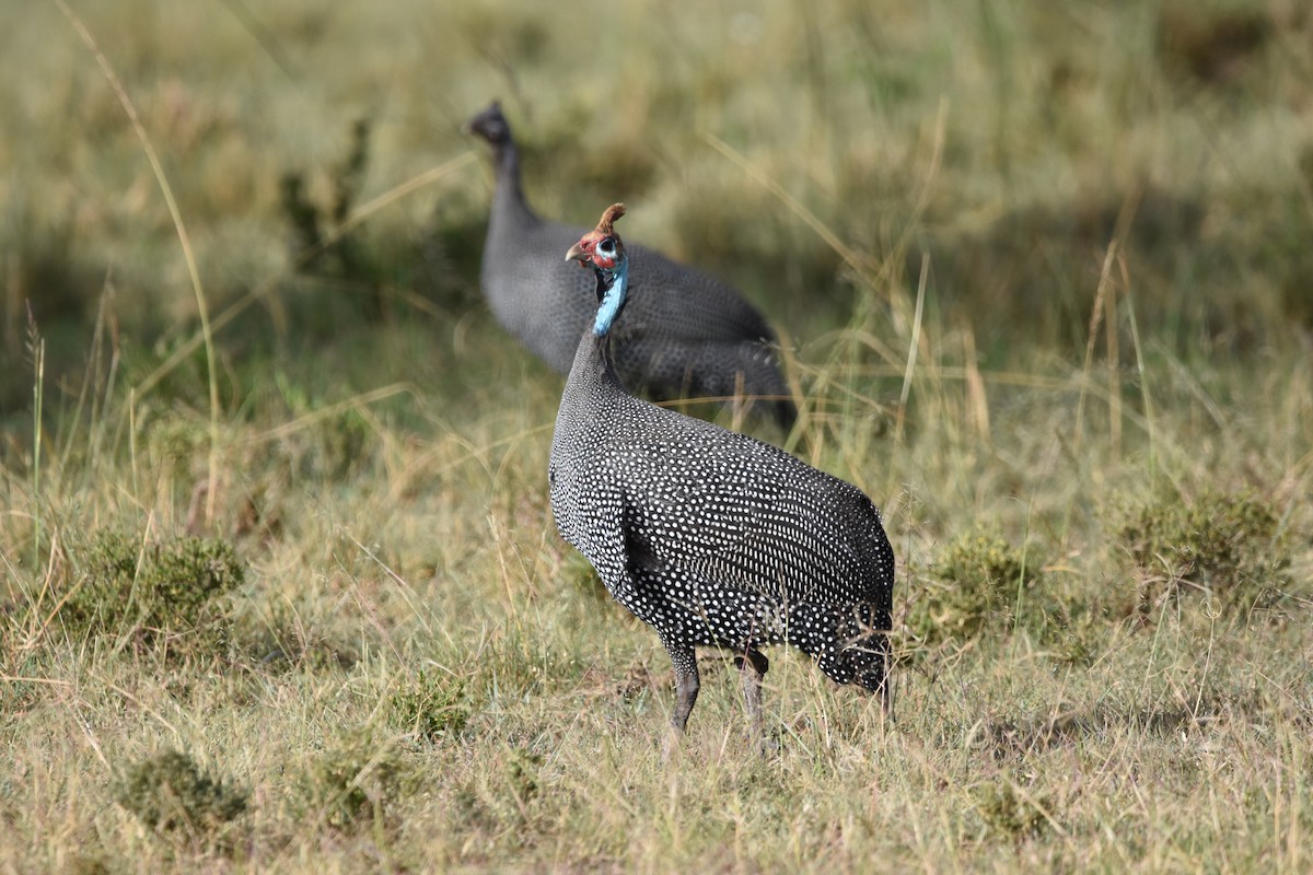 Helmeted Guineafowl - ML644694729