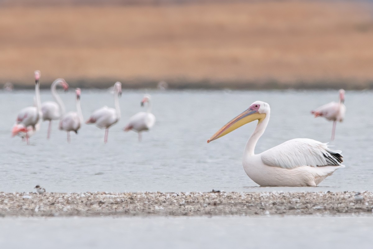 Pellicano comune - ML644694731