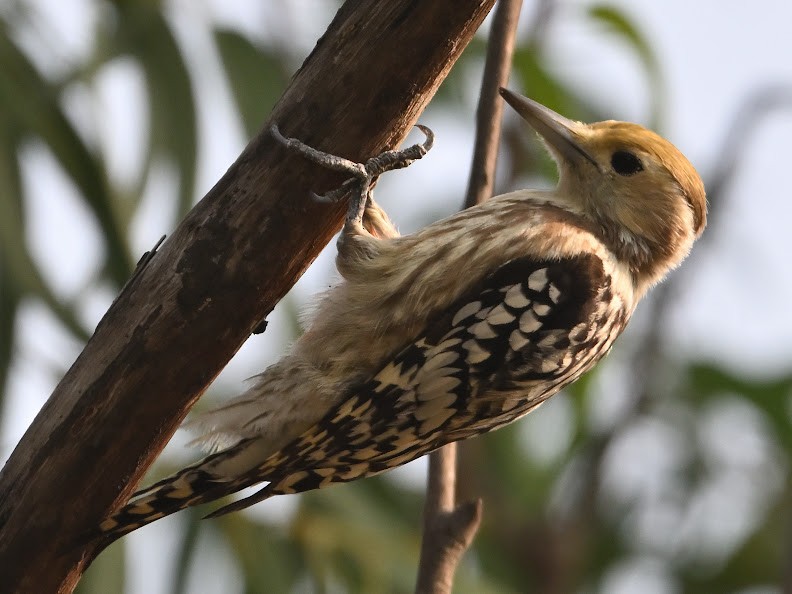 ildkronespett - ML644694737