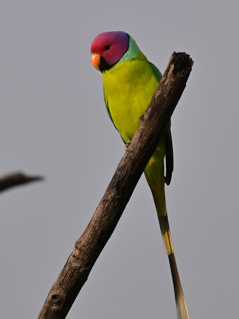 Erik Başlı Yeşil Papağan - ML644694741