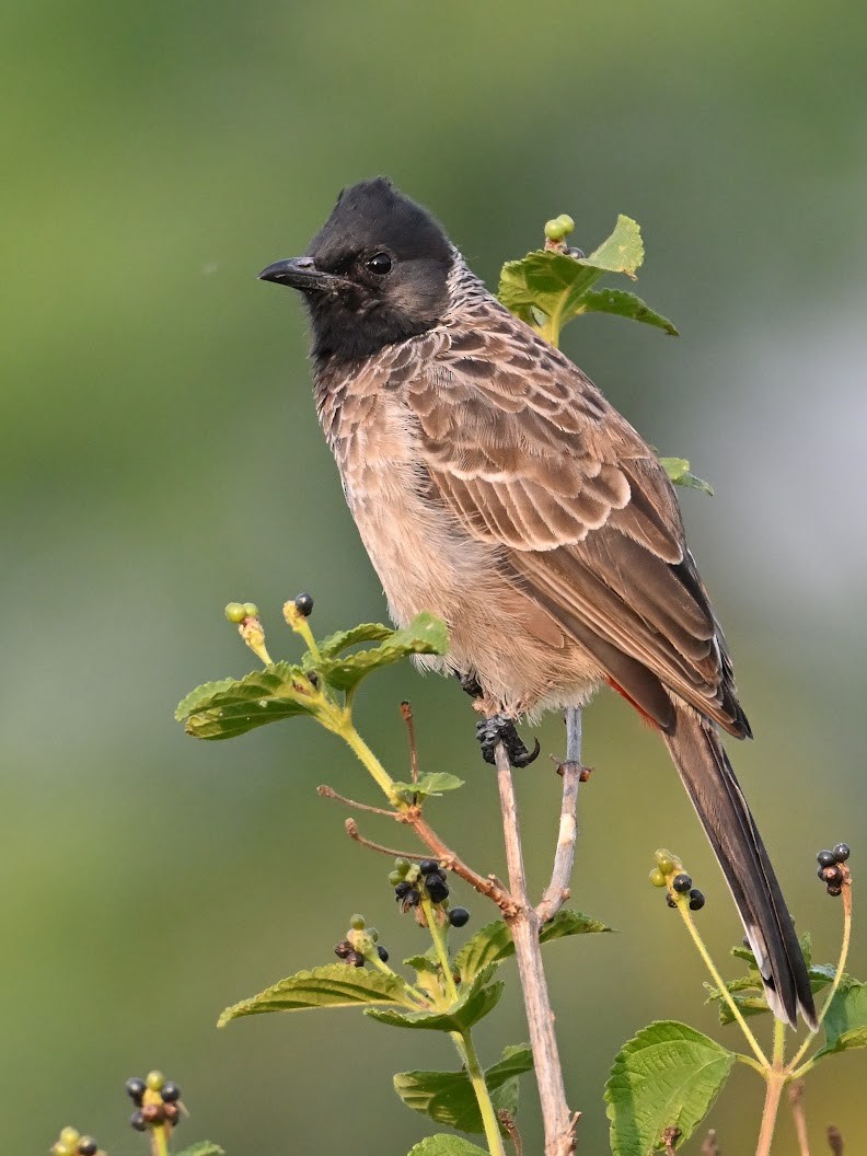 Red-vented Bulbul - ML644694745
