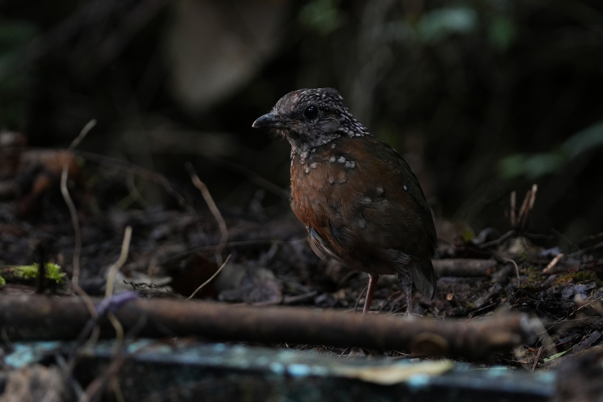 Rusty-naped Pitta - ML644694754