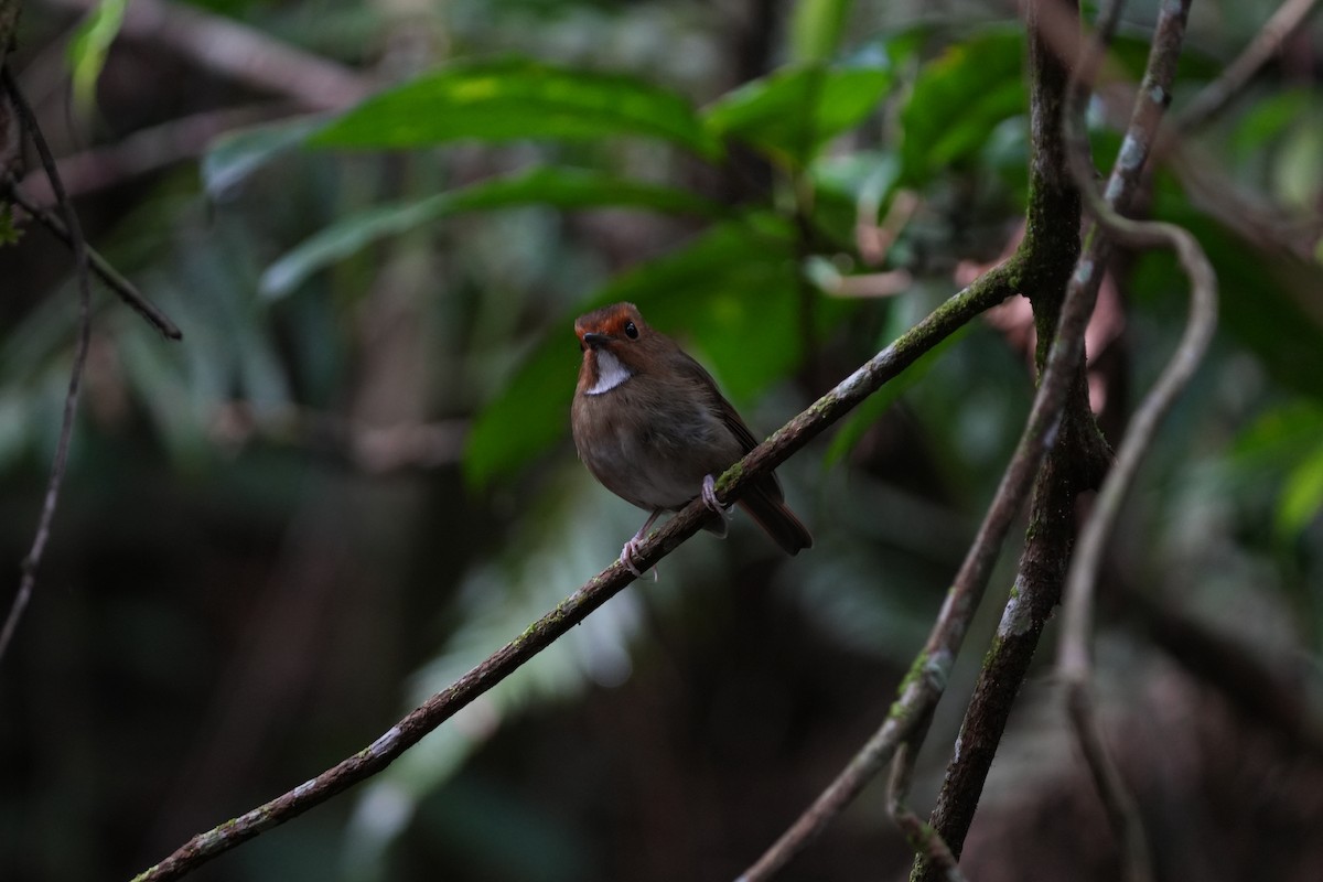 Rufous-browed Flycatcher - ML644694758