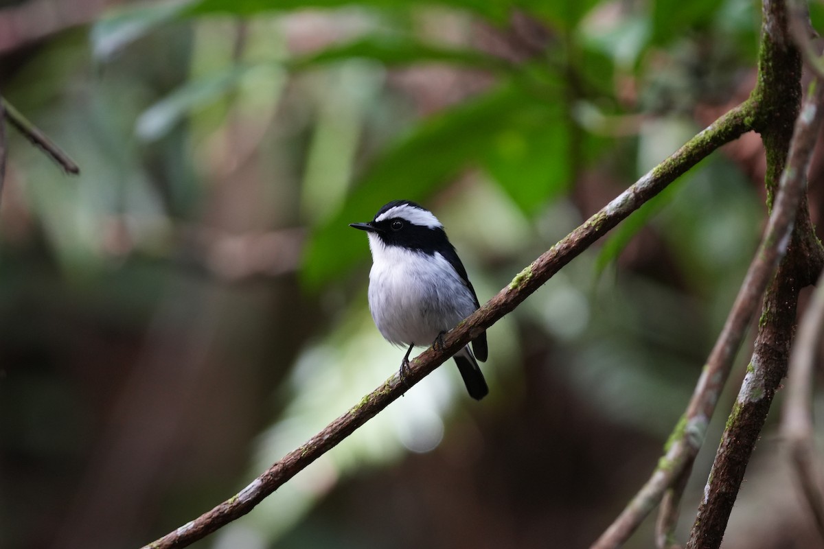Little Pied Flycatcher - ML644694763