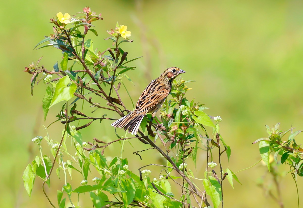 Chestnut-eared Bunting - ML644694772
