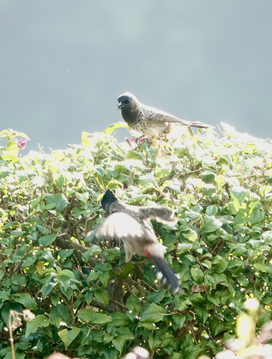 Red-vented Bulbul - ML644694773