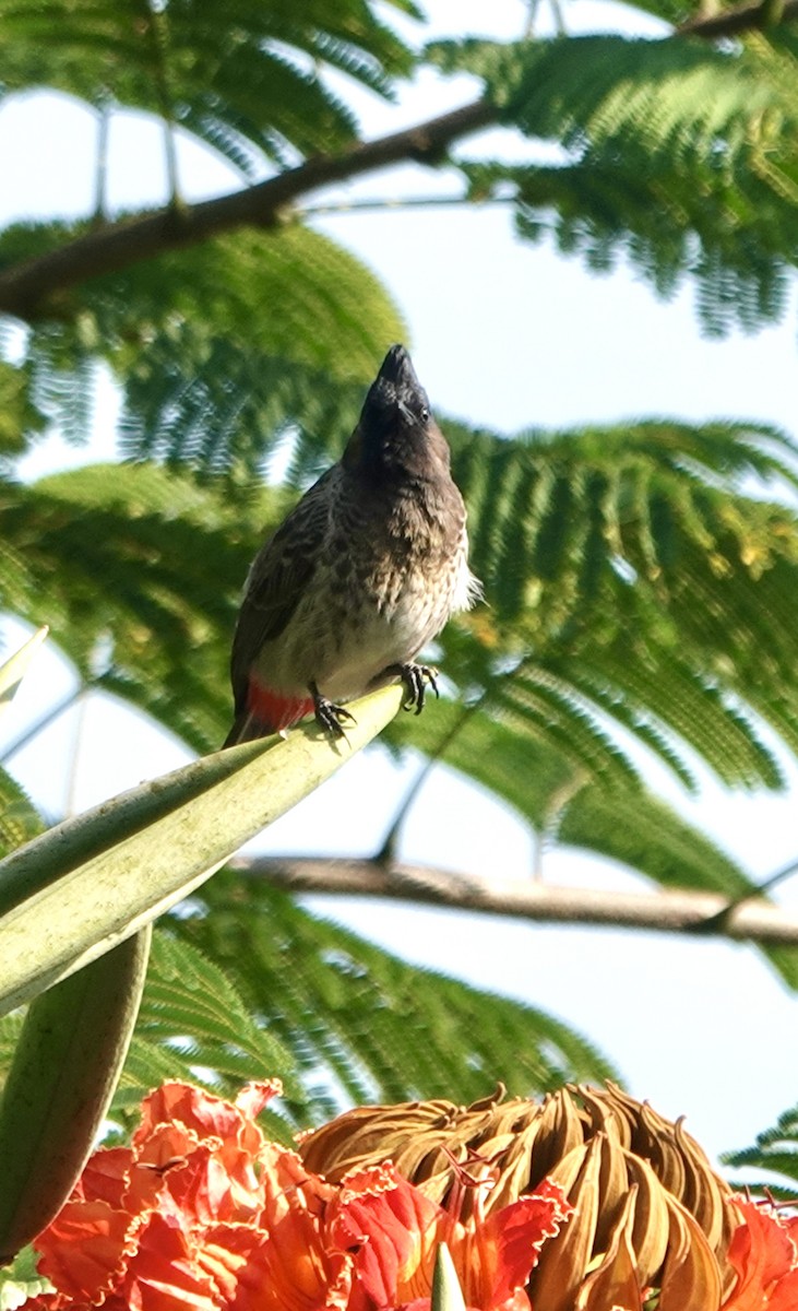 Red-vented Bulbul - ML644694774