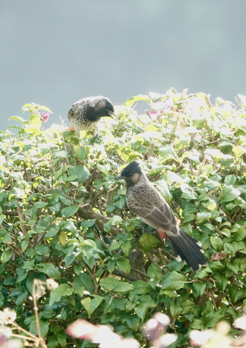 Red-vented Bulbul - ML644694775