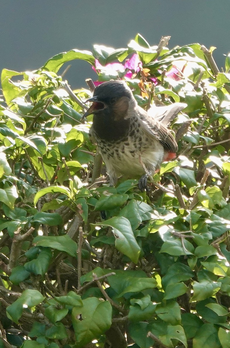Red-vented Bulbul - ML644694776