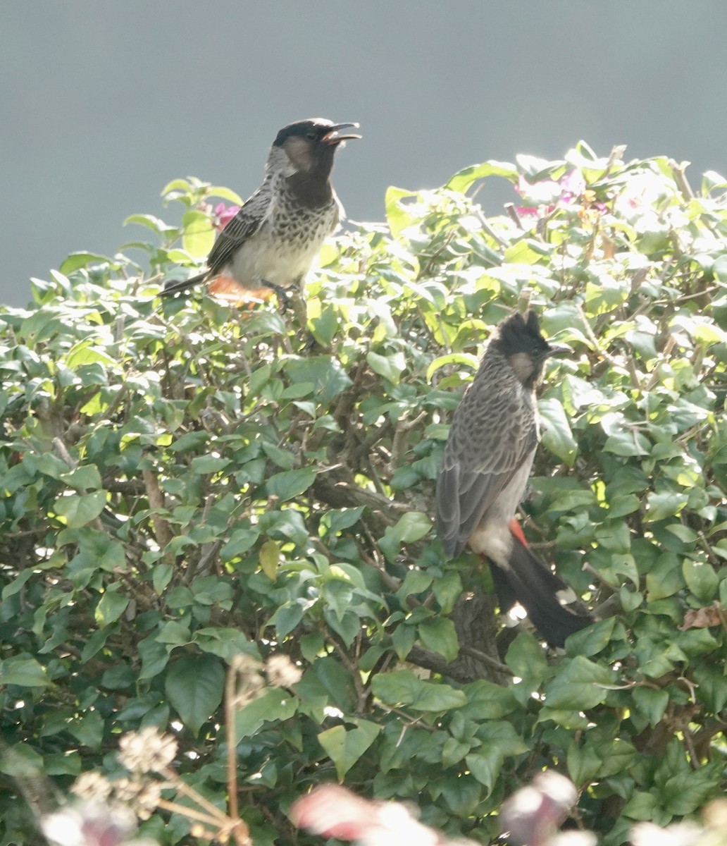 Red-vented Bulbul - ML644694777