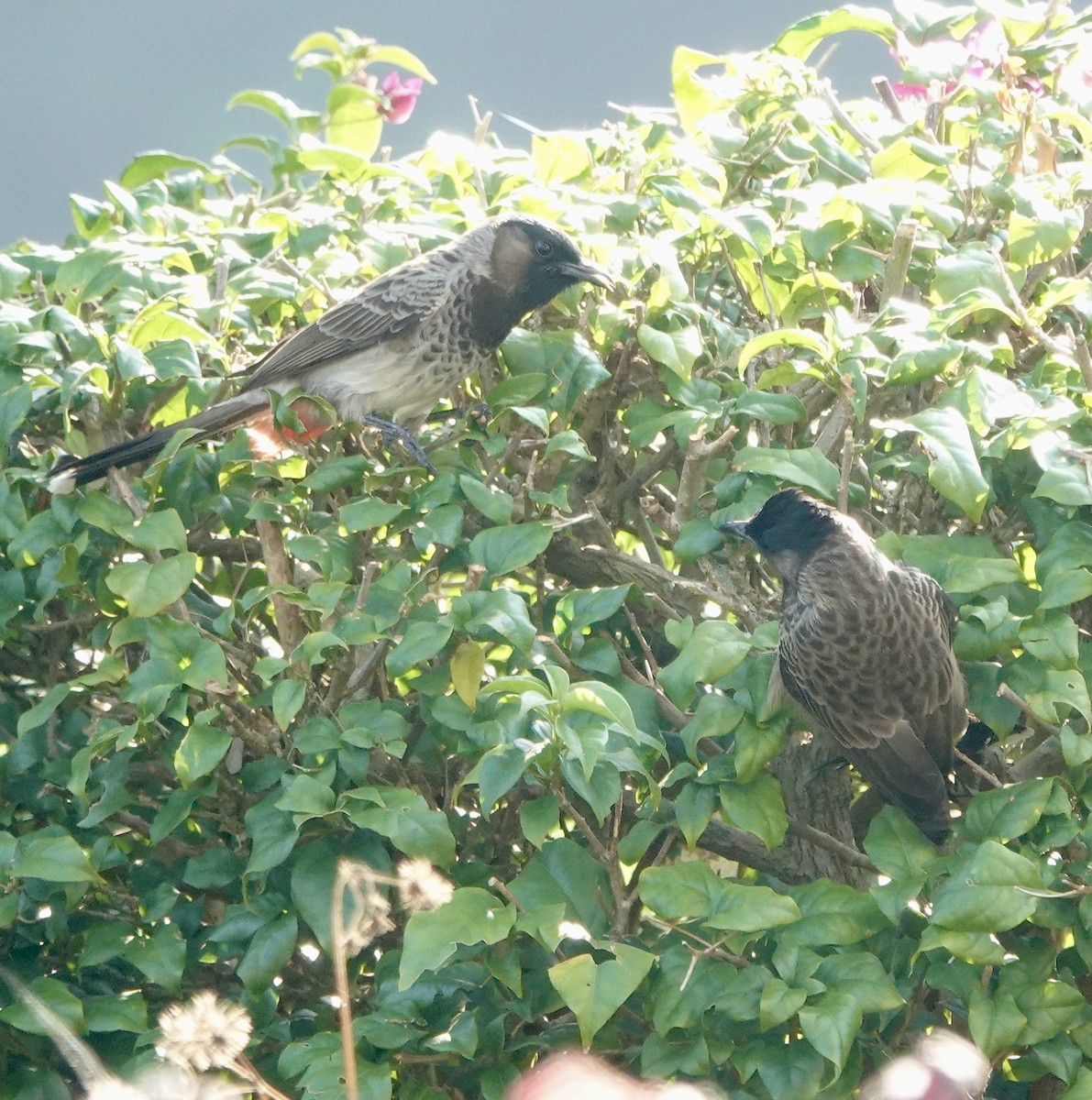 Red-vented Bulbul - ML644694778