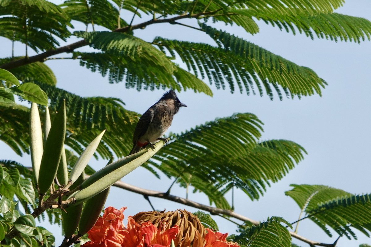 Red-vented Bulbul - ML644694779
